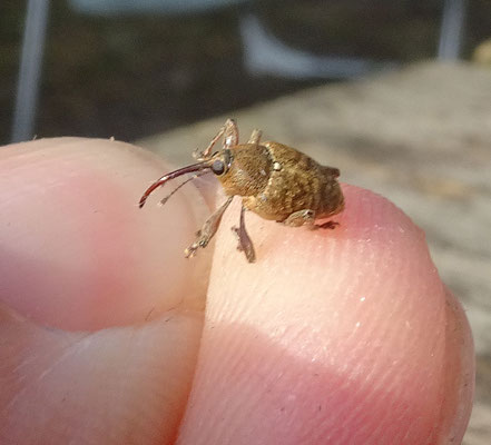 Curculio glandium - Kleine eikelboorder