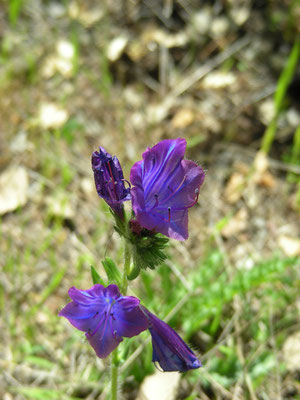 Echium plantagineum - Weegbree-slangenkruid