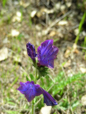 Echium plantagineum - Weegbree-slangenkruid