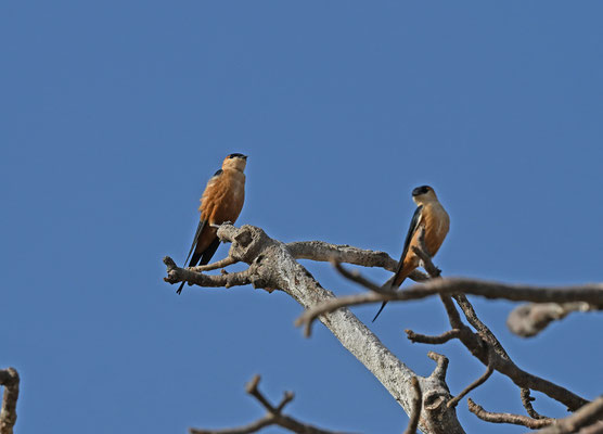 Hirundo senegalensis - Mosque Swallow