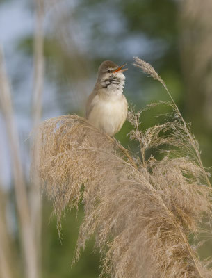 Grote Karekiet