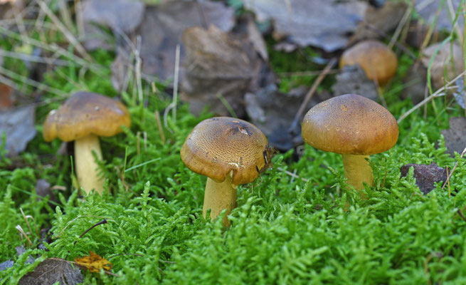 Tricholoma frondosae - Gele populierridderzwam