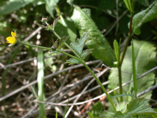 Geum urbanum - Gewoon nagelkruid