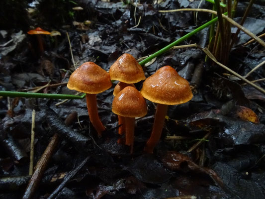 Cortinarius uliginosus - Koperrode gordijnzwam