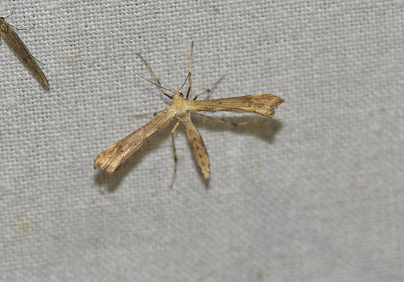 Platyptilia isodactyla - Kruiskruidvedermot