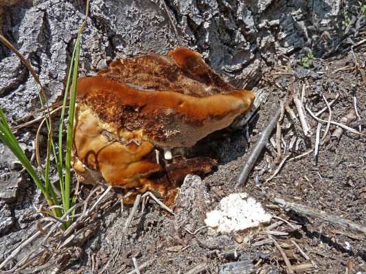 Coriolopsis trogii - Bleke borstelkurkzwam