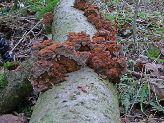 Mensularia (Inonotus) radiata - Elzenweerschijnzwam