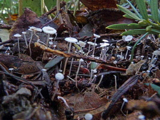Collybia cirrhata - Dwergcollybia
