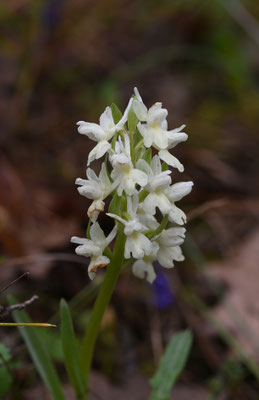 Dactylorhiza romana - Romeins handekenskruid