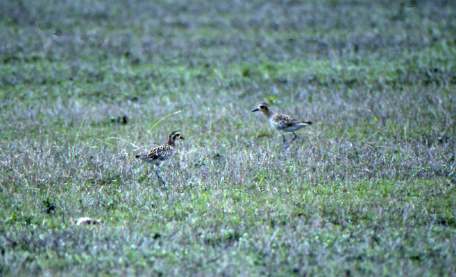 Lesser Golden Plover