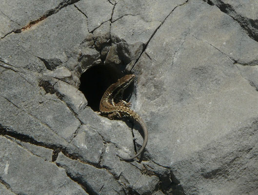 Podarcis muralis