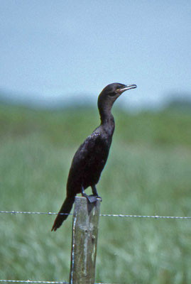 Olivaceous Cormorant