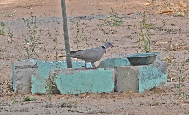 Streptopelia decipiens - African Mourning Dove