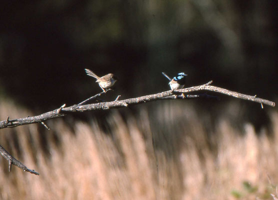 Variegated Fairy-wren