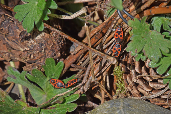 Pyrrhocoris apterus - Vuurwants