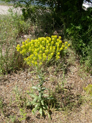 Isatis tinctoria - Wede