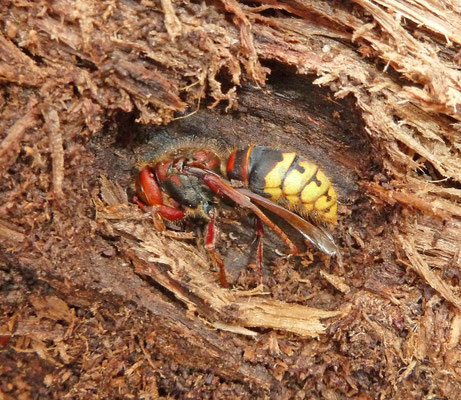 Vespa crabro - Hoornaar