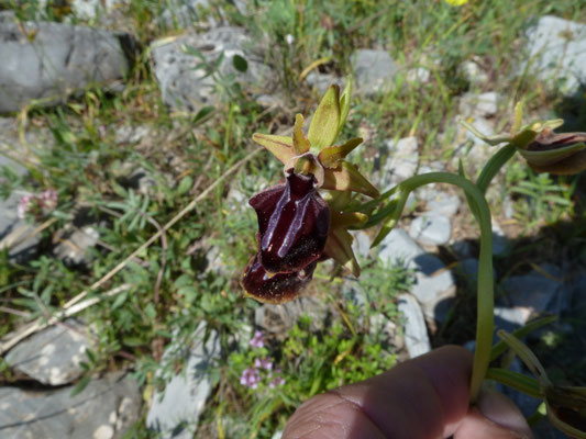 Ophrys sphegodes - Spinnenophrys
