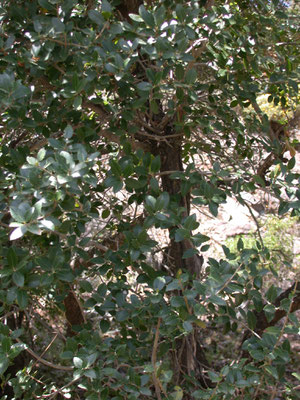 Quercus coccifera - Hulsteik, Kermeseik