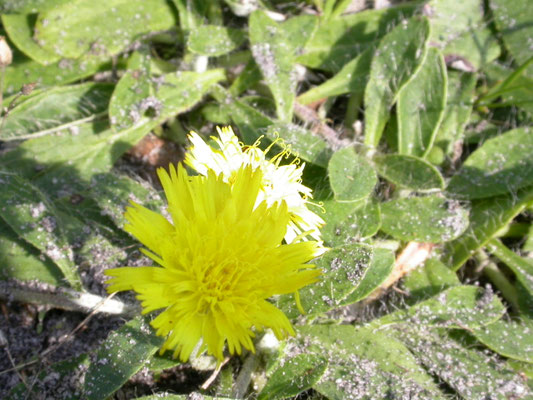 Pilosella officinarum - Muizenoor