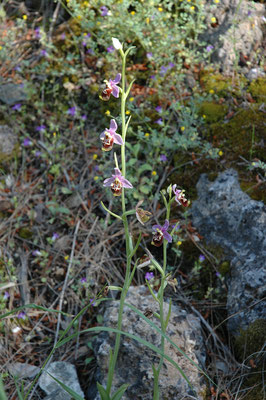 Ophrys holoserica (fuciflora)