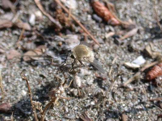 Bombylius minor?