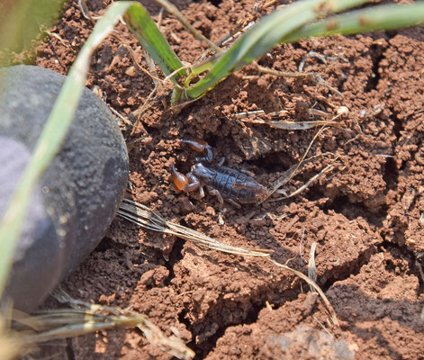 Scorpio maurus fuscus