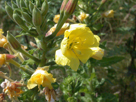 Oenothera erythrosepala - Grote teunisbloem