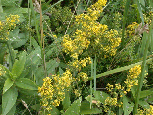 Galium verum verum - Geel walstro