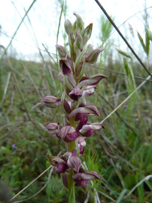 Anacamptis coriophora - Wantsenorchis