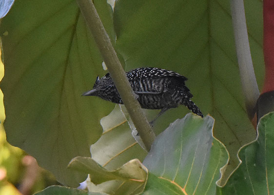 Barred Antshrike