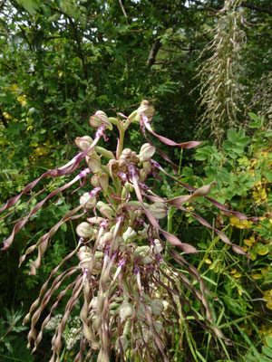 Bokkenorchis