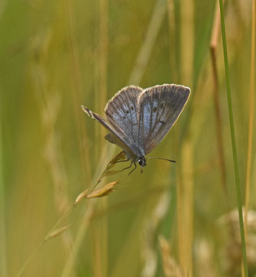 Pimpernelblauwtje