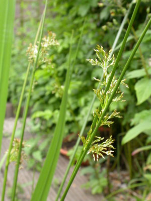Juncus effusus - Pitrus