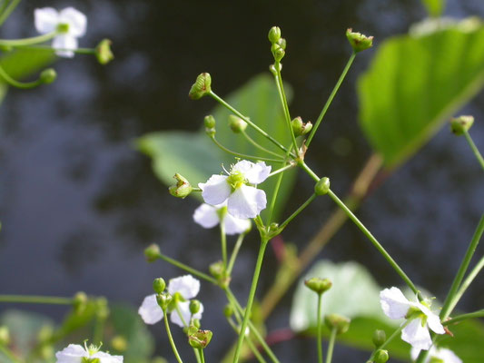 Alisma plantago-aquatica - Grote waterweegbree