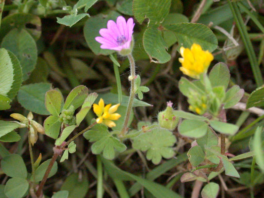 Geranium molle - Zachte ooievaarsbek