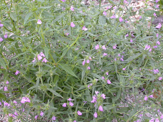 Galeopsis angustifolia - Smalle raai