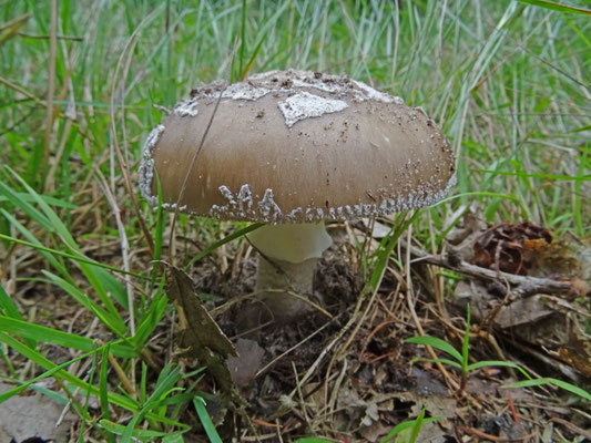 Amanita excelsa - Grauwe amaniet