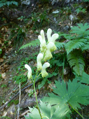 Aconitum vulparia - Gele monnikskap