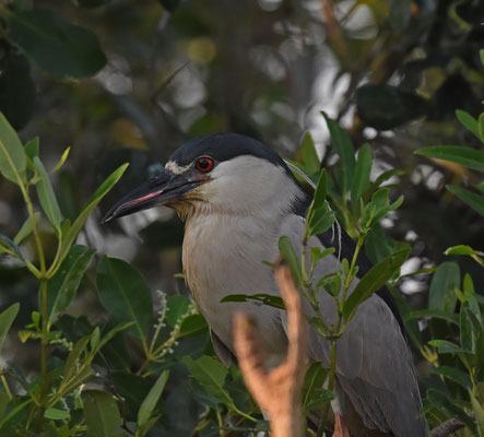Kwak