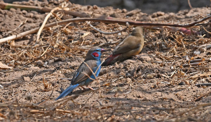 Uraeginthus bengalus - Red-cheeked Cordonbleu