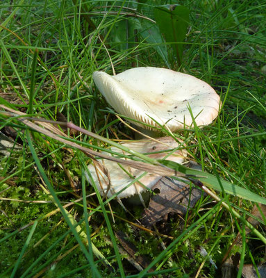 Russula luteotacta  - Geelvlekkende russula