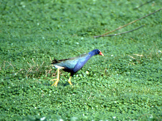 Purple Gallinule