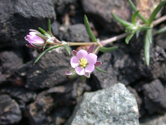 Spergularia rubra - Rode schijnspurrie