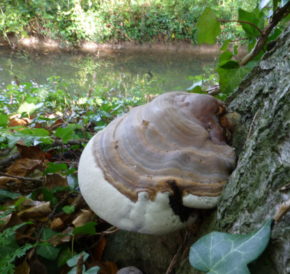 Ganoderma pfeifferi - Waslakzwam