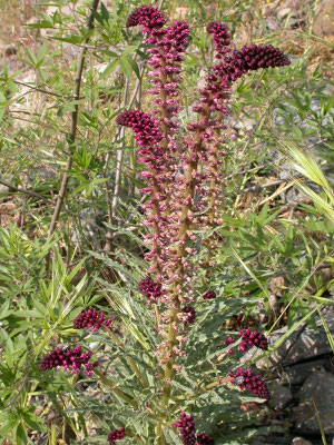 Lysimachia atropurpurea