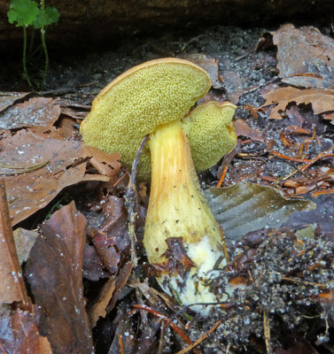 Xerocomellus communis - Blozende fluweelboleet