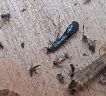 Mystacides nigra