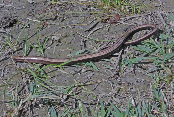 Griekse hazelworm (Anguis graecus) 