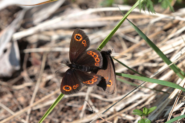 Voorjaarserebia (Erebia medusa), foto Ruud